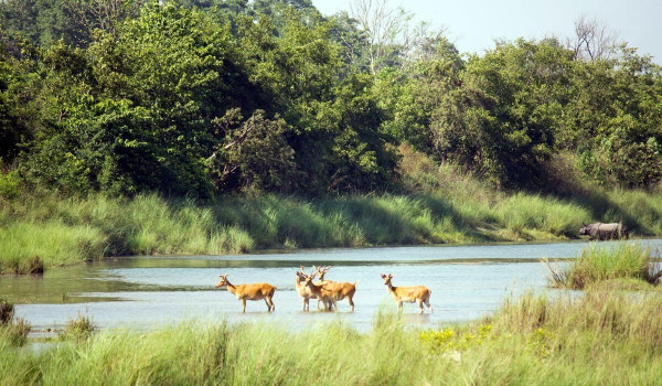 Bardiya Wild Life Reserve
