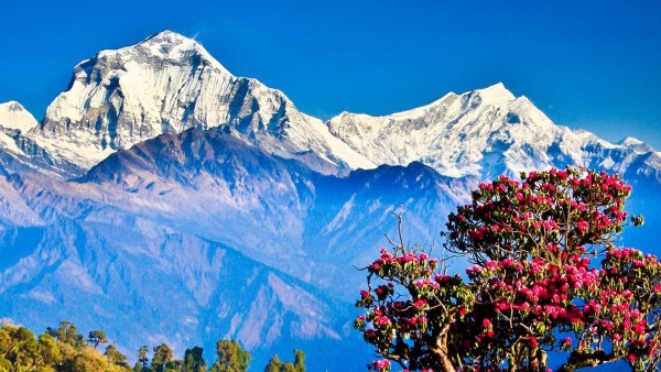 Ghorepani Poon Hill Trek